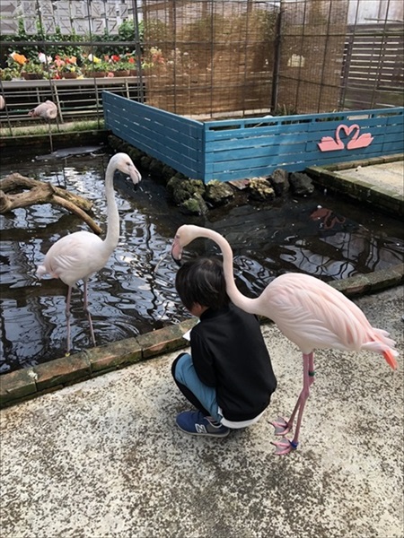 観察する息子をのぞき見するフラミンゴ