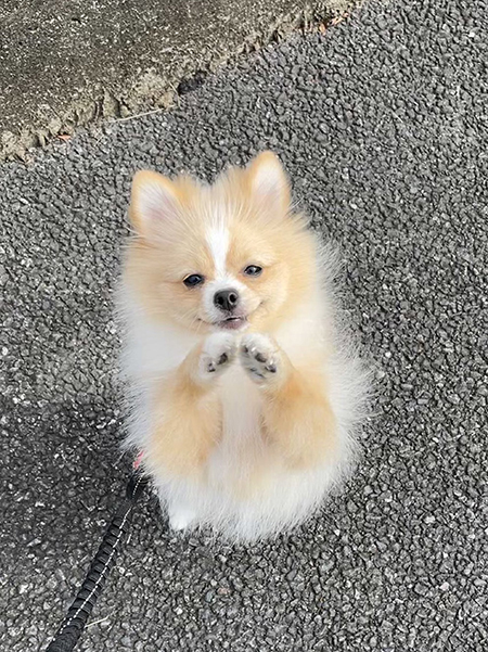 抱っこ求めピカルディくん