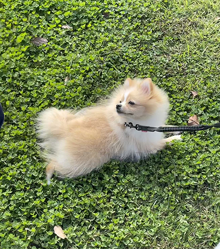 草の上で寝たいピカルディくん