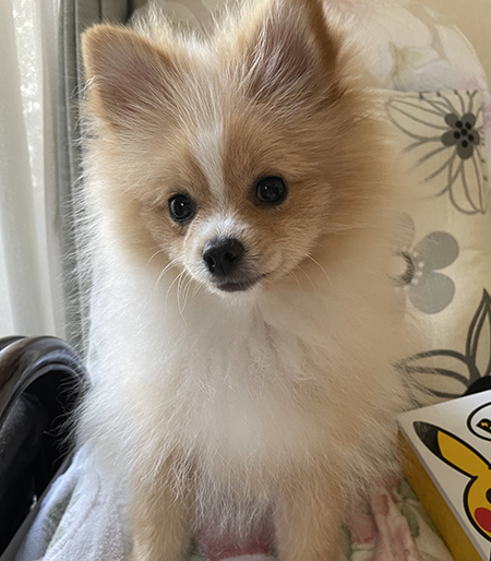 ピカルディくん胸から上アップ