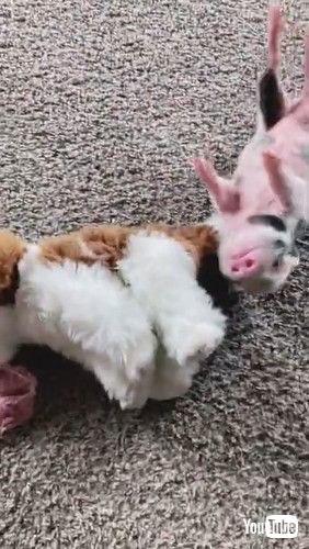 「Mini Pig Plays With Toy and Rolls on the Floor - 1261858」