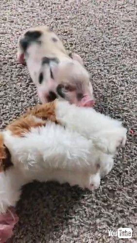 「Mini Pig Plays With Toy and Rolls on the Floor - 1261858」