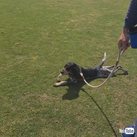 「Hound Pretends to be too Tired to go Home || ViralHog」