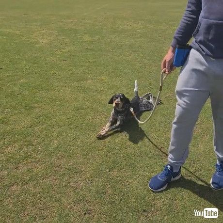 「Hound Pretends to be too Tired to go Home || ViralHog」