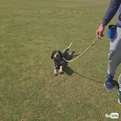 「Hound Pretends to be too Tired to go Home || ViralHog」