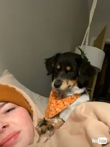 キスするワンコ