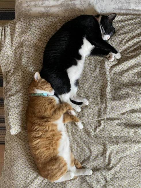 猫 しのぶ君 つきひちゃん 尻にうまる