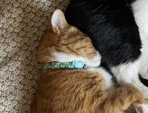 猫 しのぶ君 つきひちゃん 尻にうまる