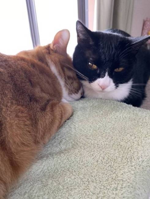 猫 しのぶ君 つきひちゃん 尻にうまる