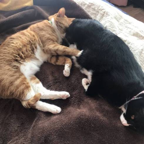 猫 しのぶ君 つきひちゃん 尻にうまる