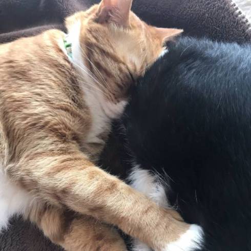 猫 しのぶ君 つきひちゃん 尻にうまる