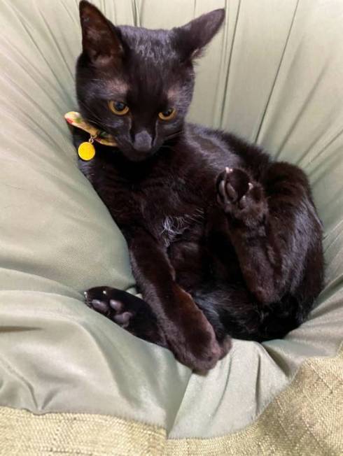 猫 しのぶ君 つきひちゃん かれん君