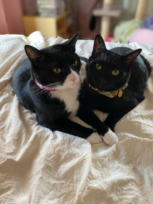 猫 しのぶ君 つきひちゃん かれん君