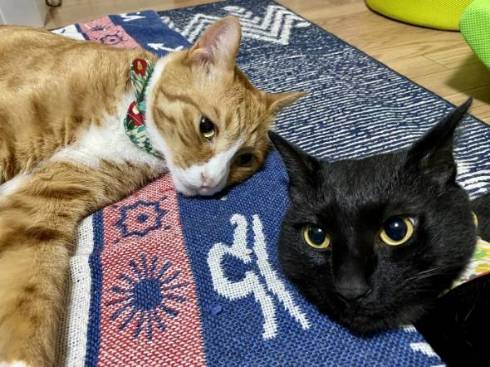 猫 しのぶ君 つきひちゃん かれん君