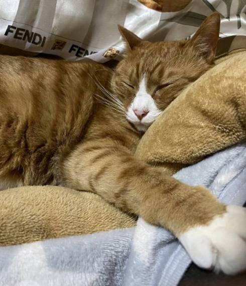 猫 しのぶ君 つきひちゃん 尻にうまる