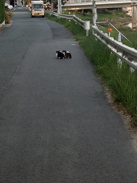 シンメトリーな猫ちゃん