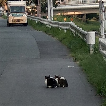 シンメトリーな猫ちゃん