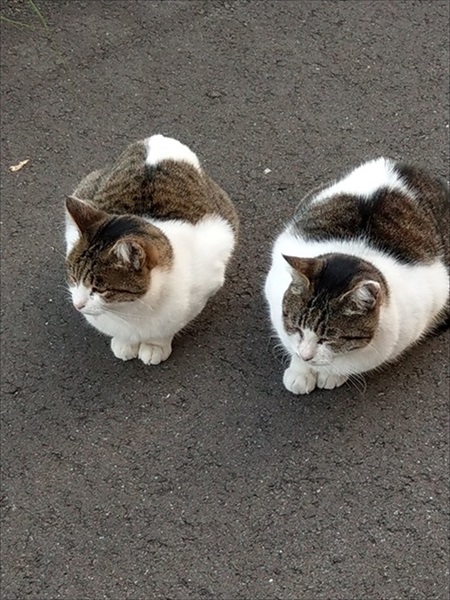 シンメトリーな猫ちゃん