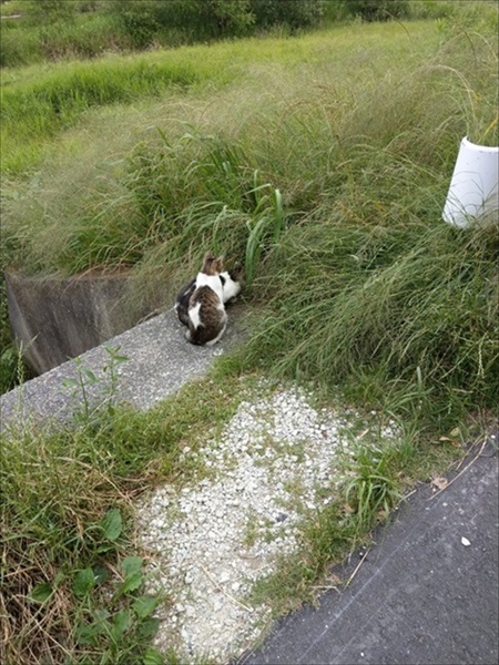 シンメトリーな猫ちゃん