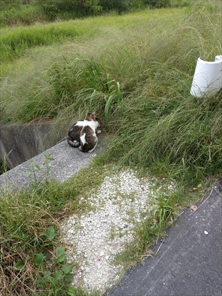 シンメトリーな猫ちゃん