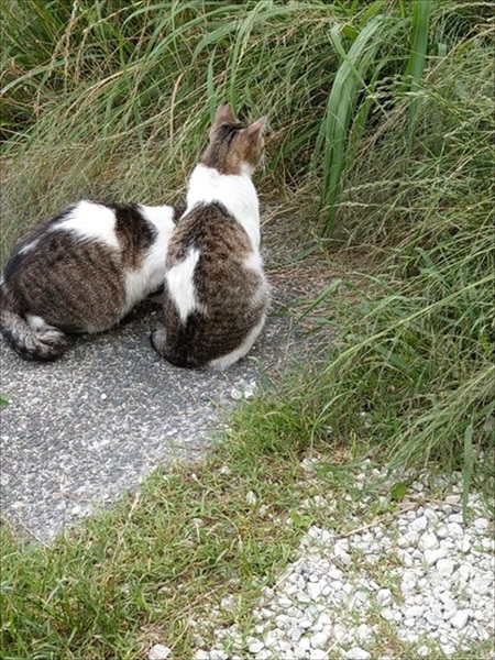 シンメトリーな猫ちゃん