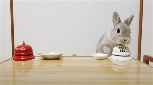 お姉ちゃんウサギのマネをする猫ちゃん