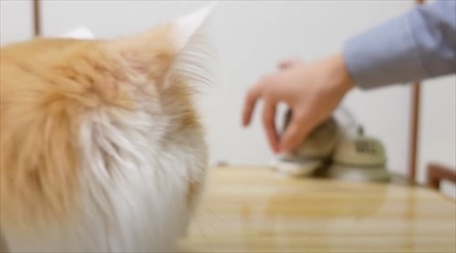 お姉ちゃんウサギのマネをする猫ちゃん