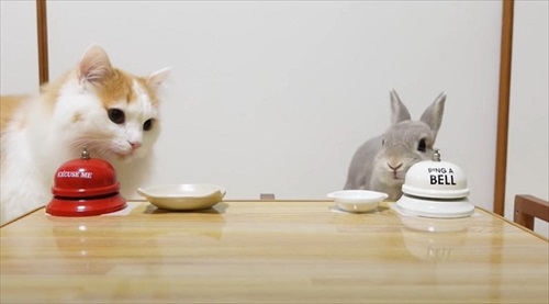 お姉ちゃんウサギのマネをする猫ちゃん