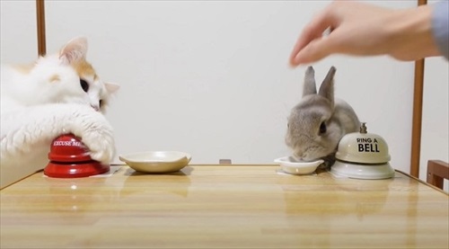 お姉ちゃんウサギのマネをする猫ちゃん