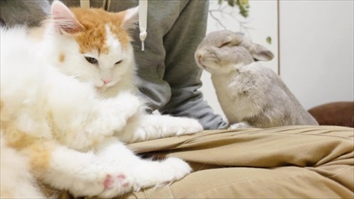 お姉ちゃんウサギのマネをする猫ちゃん