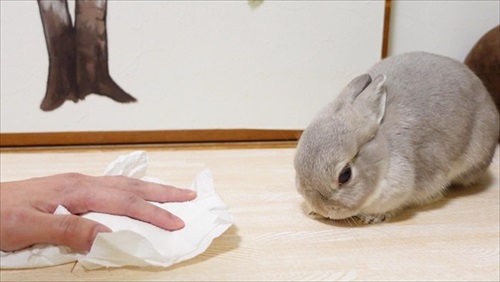 お姉ちゃんウサギのマネをする猫ちゃん