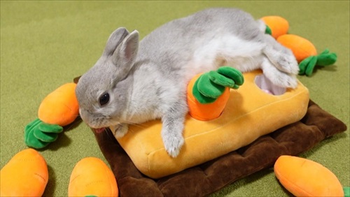 お姉ちゃんウサギのマネをする猫ちゃん