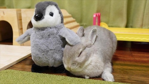 お姉ちゃんウサギのマネをする猫ちゃん