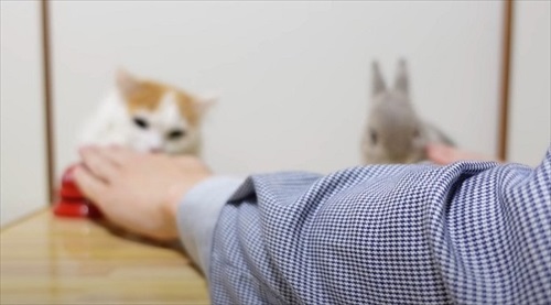 お姉ちゃんウサギのマネをする猫ちゃん