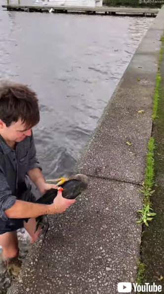 ルアーが引っ掛かった鵜