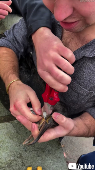 ルアーが引っ掛かった鵜