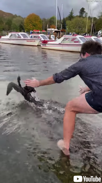 ルアーが引っ掛かった鵜