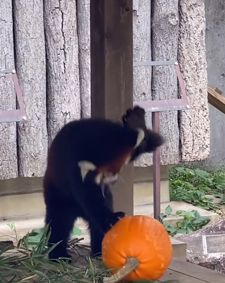 カボチャを攻撃するノハナちゃん