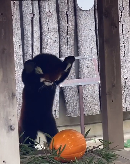 威嚇ポーズノハナちゃん引き目