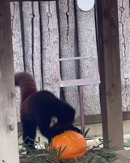 カボチャを攻撃するノハナちゃん引き目