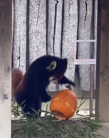 落ちゆくカボチャ