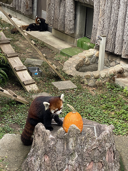 別のところに落かれたカボチャ