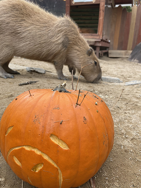 カピバラカボチャ