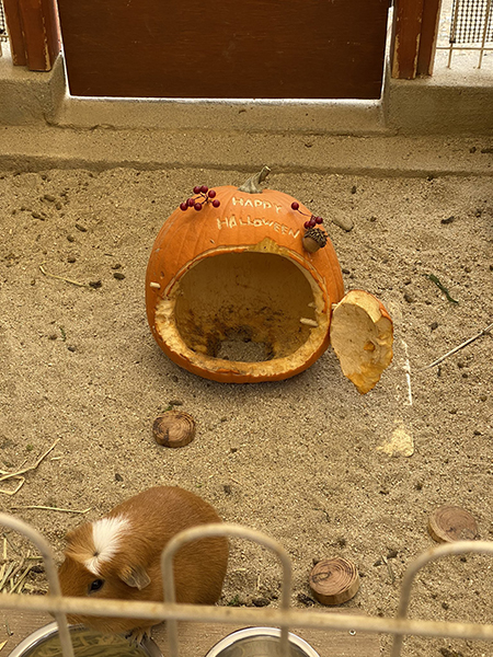 モルモットカボチャ