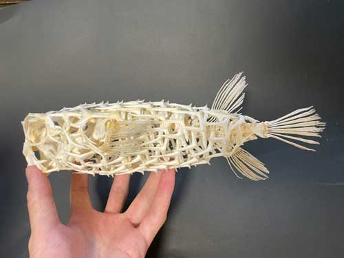 イシガキフグ 全身骨格標本 ふぐ 骨