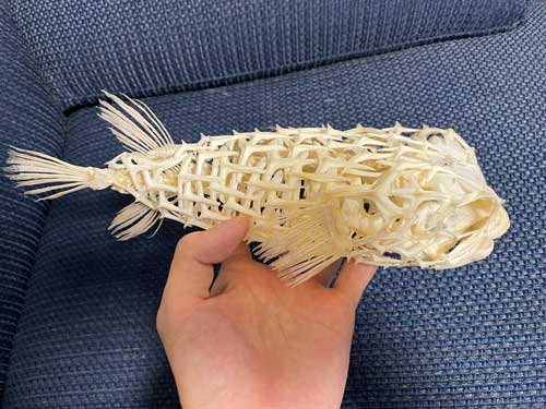 イシガキフグを全身骨格標本にしたらめちゃくちゃ強そうだった