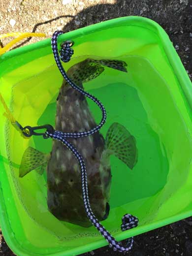 イシガキフグ 全身骨格標本 ふぐ 骨