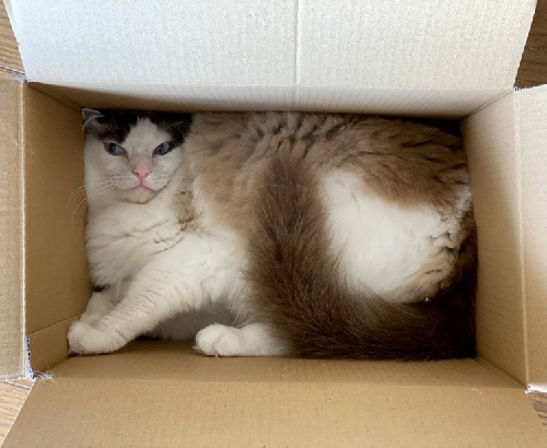 ペット手帳 ベストショット