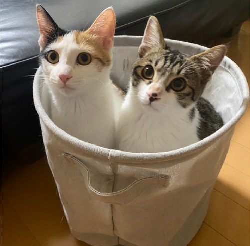 ペット手帳 ベストショット