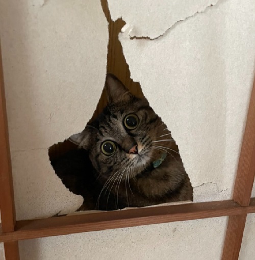 ペット手帳 ベストショット